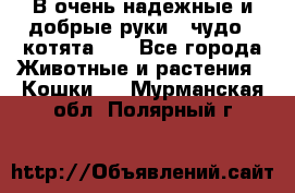 В очень надежные и добрые руки - чудо - котята!!! - Все города Животные и растения » Кошки   . Мурманская обл.,Полярный г.